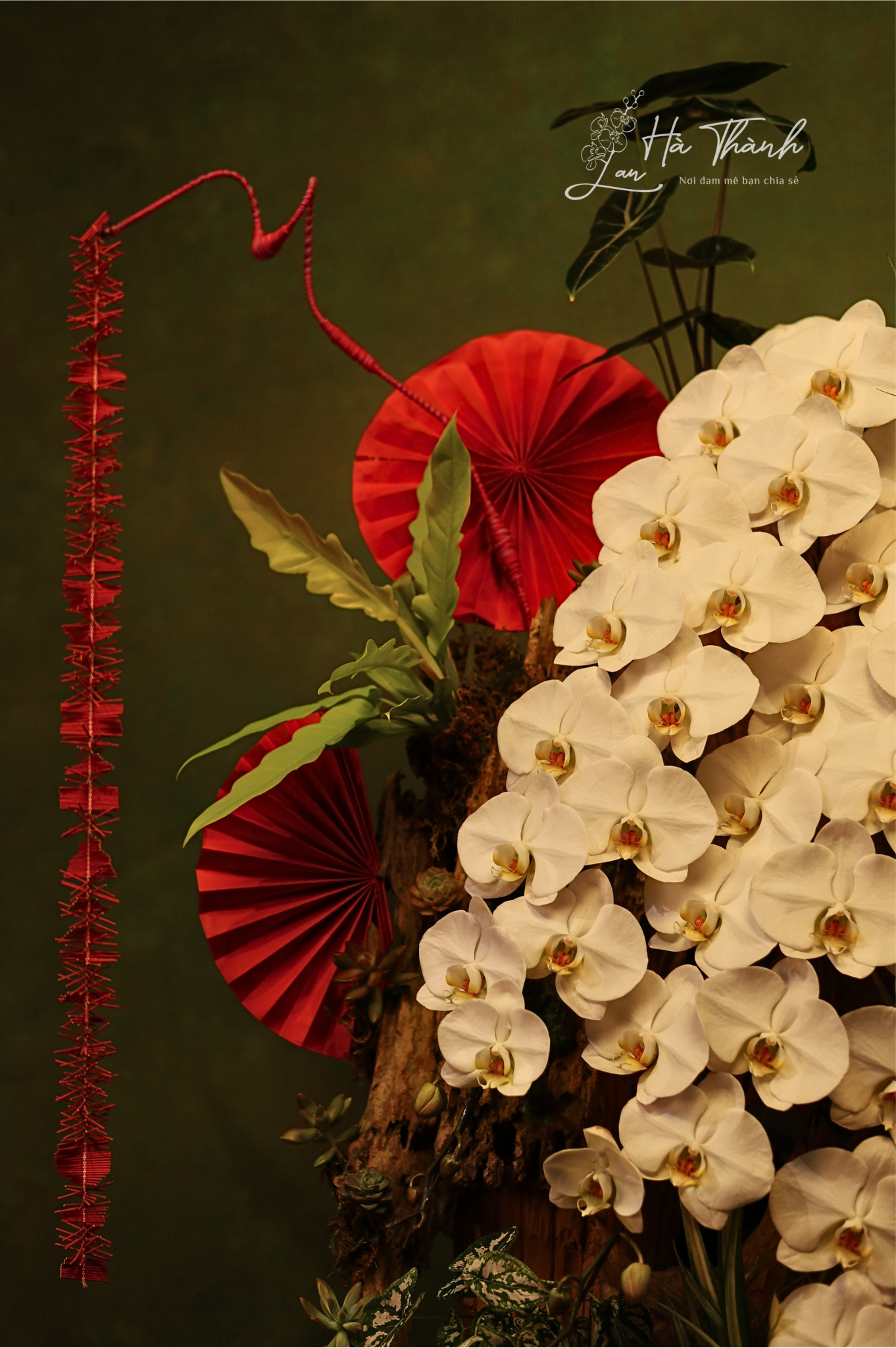 Chậu Lan Hồ Điệp trắng tiểu cảnh – Vẻ đẹp nghệ thuật độc bản từ Lan Hà Thành